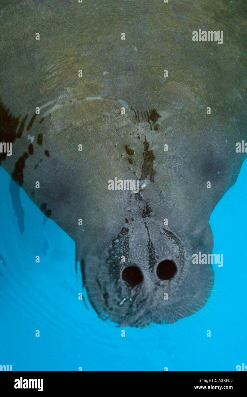 West Indian Manatee's nostrils Trichecus manatus manatus Manatee
