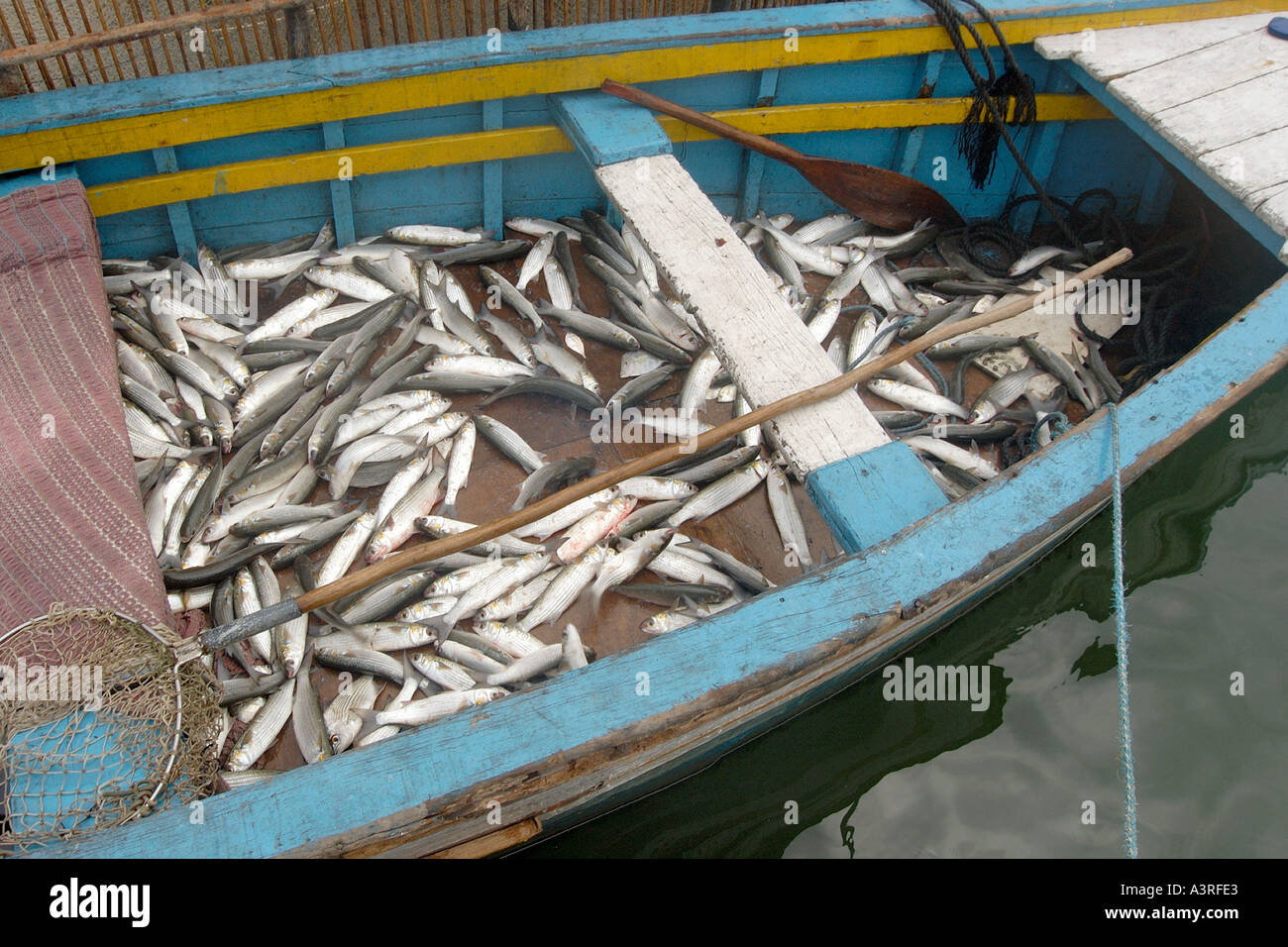 Agonizing fishes inside a fishing boat with a net in Cananeia Sao Paulo Brazil Stock Photo