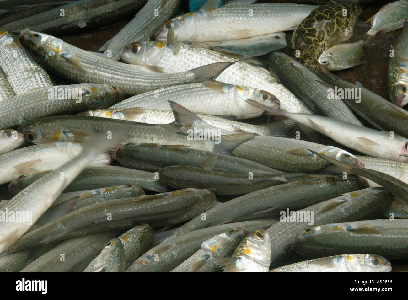 Fishes captured for human consumption using a traditional wood trap sit inside a fishing boat at Cananeia Sao Paulo Brazil Stock Photo