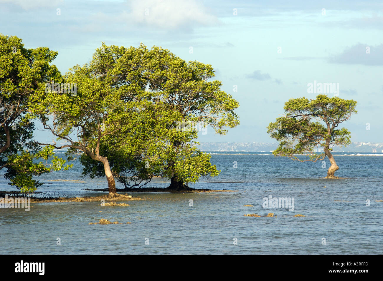 Coastal trees in seawater during high tide at Itaparica Island Bahia Brazil Stock Photo