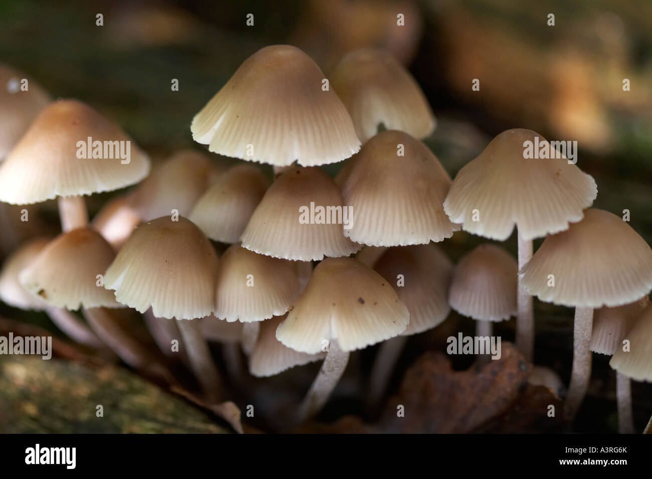 Woodland fungi fungus hi-res stock photography and images - Alamy