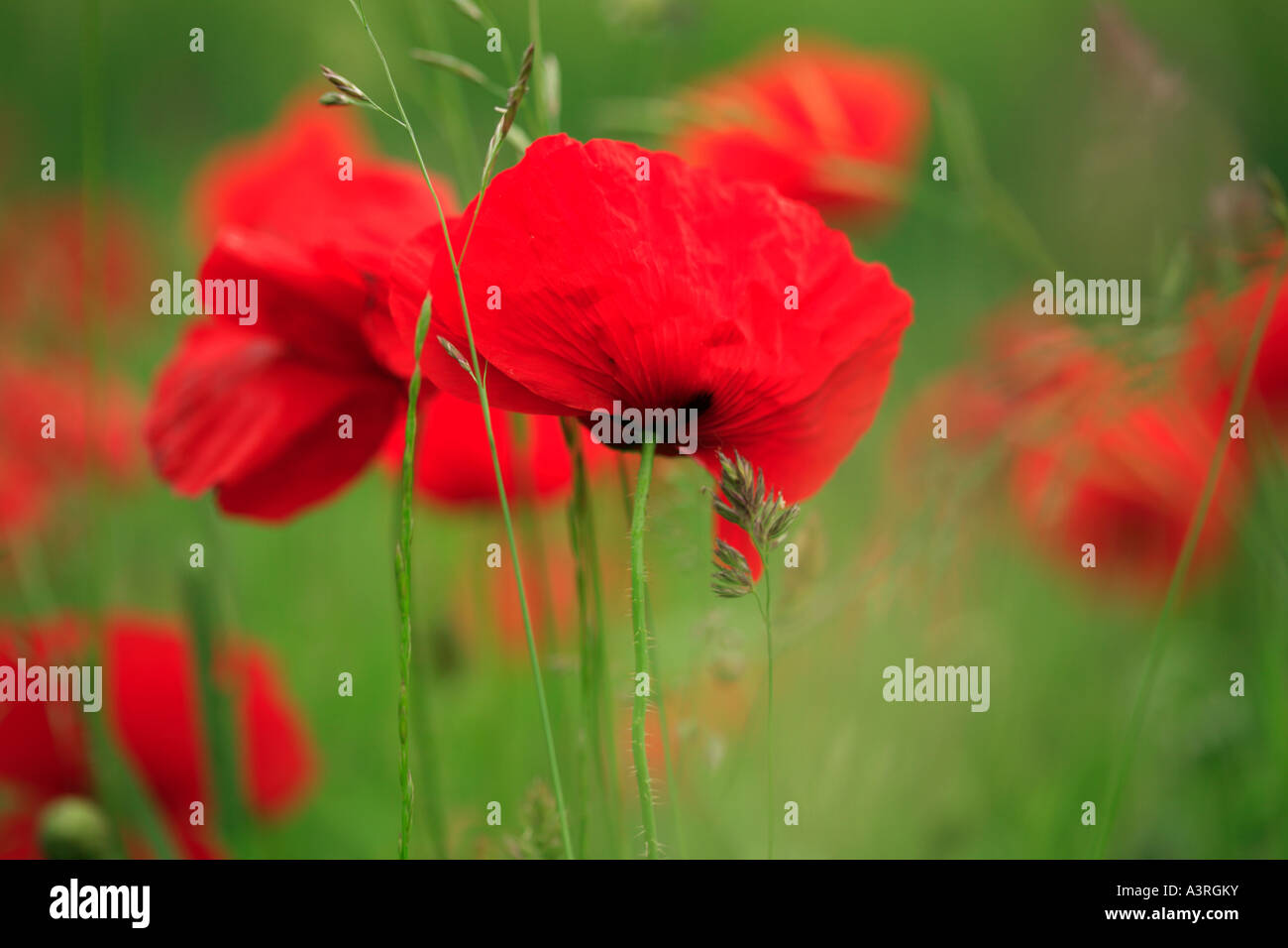 Field of vibrant red poppies blowing in the breeze Stock Photo - Alamy