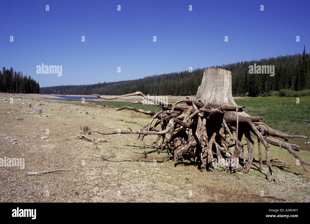 Tree stump, Grassy Lake Reservoir, Wyoming, USA Stock Photo Alamy