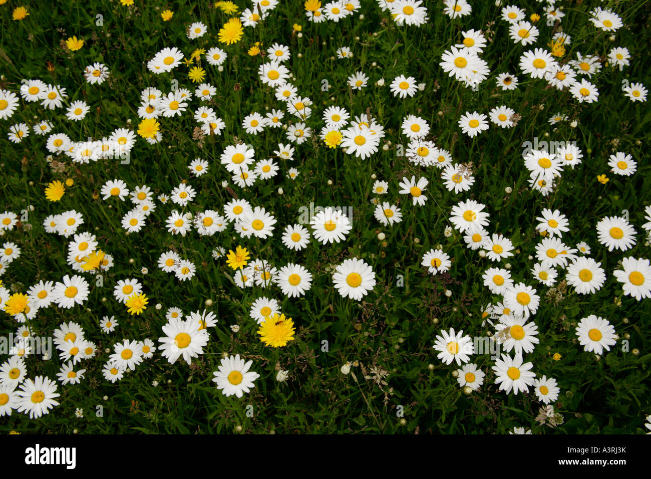 Ox-eye daisies, moonflowers leucanthemum vulgare in meadow grass. Stock Photo