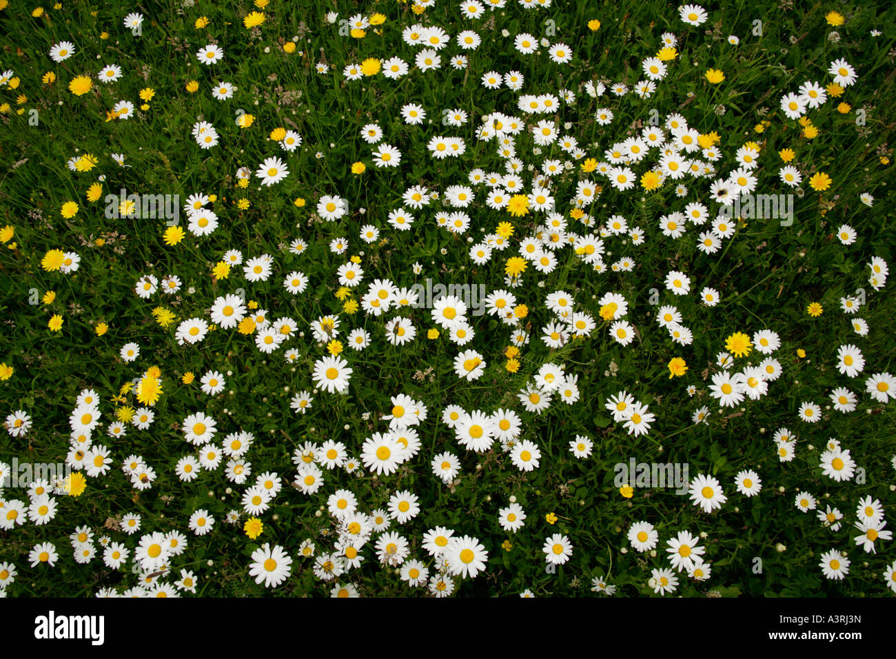 Massed ox-eyed daisies, moonflowers leucanthemum vulgare in meadow grass. Stock Photo