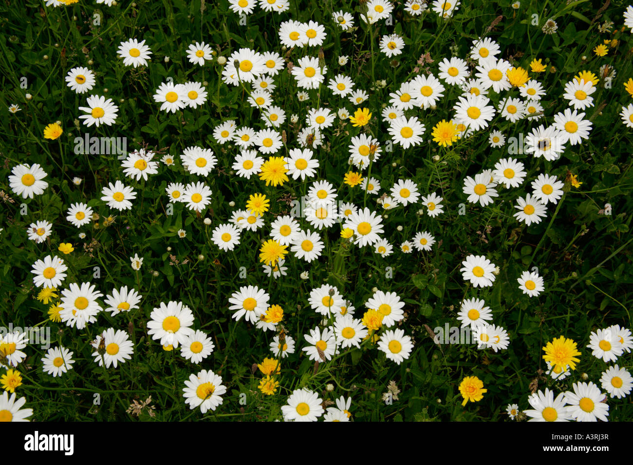 Ox-eye daisies, moonflowers leuchanthemum vulgare in meadow grass. Stock Photo