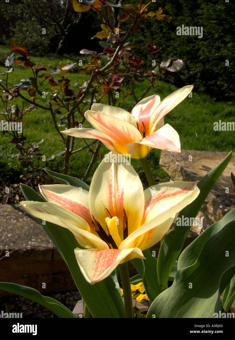 Cream and red tulip flowers fully open in the sun in an English garden Stock Photo