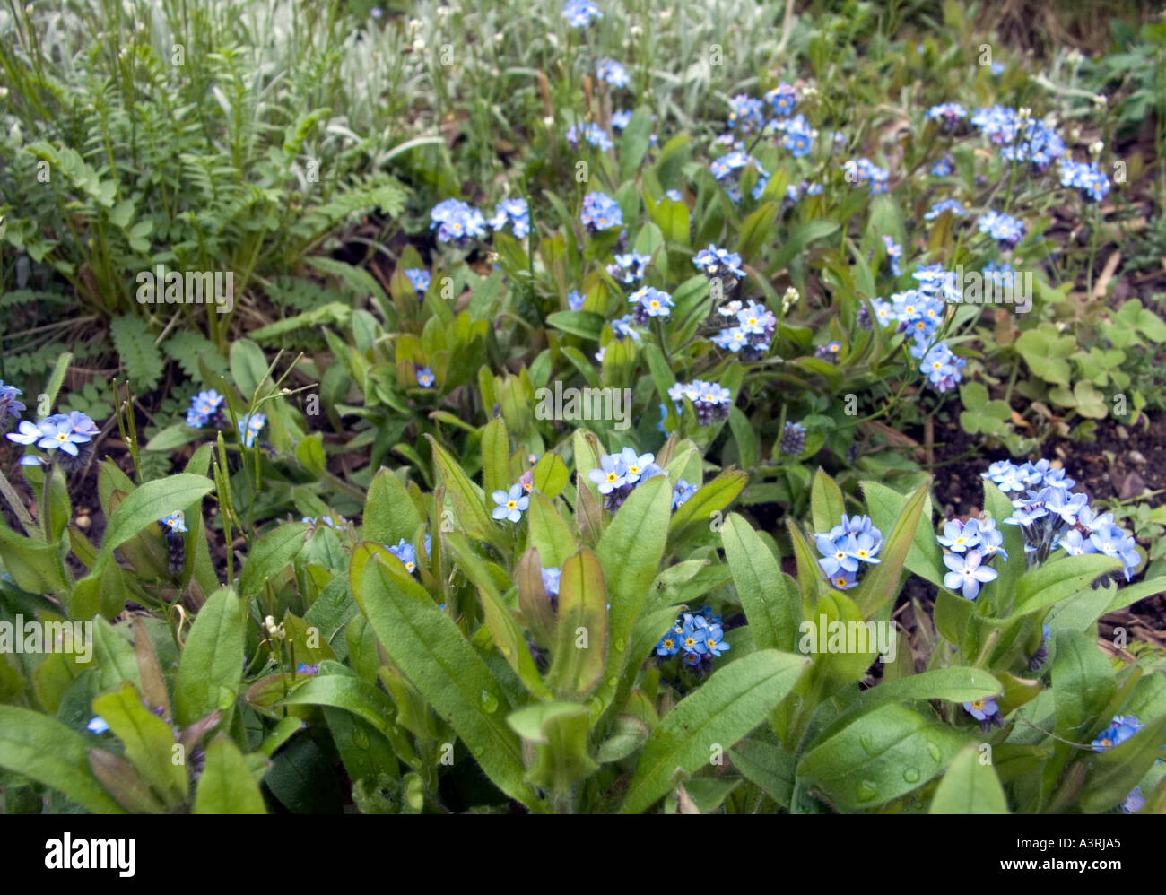 Forget me nots in an English garden Stock Photo