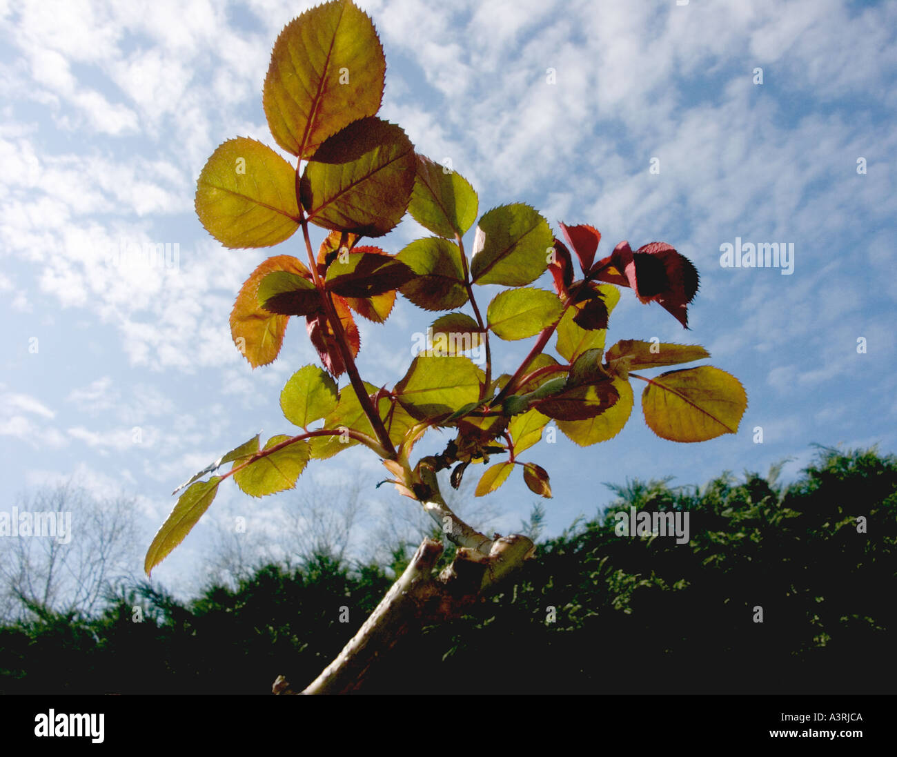 Young rose leaves and shoots against a spring sky, England Stock Photo