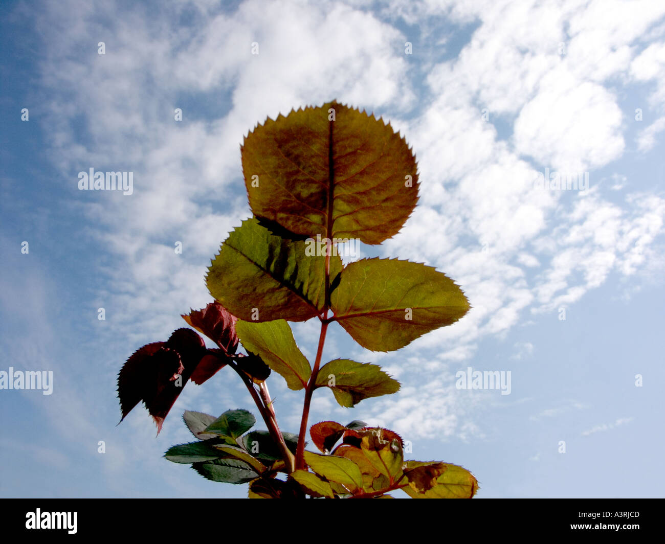 Young rose leaves and shoots against a spring sky Stock Photo