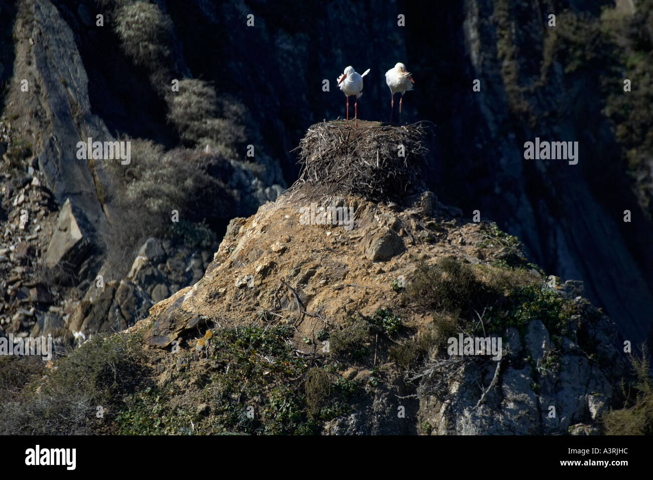 Storks at rest on craggy cliffs at Azenha. Algarve, Portugal, Europe EU Stock Photo