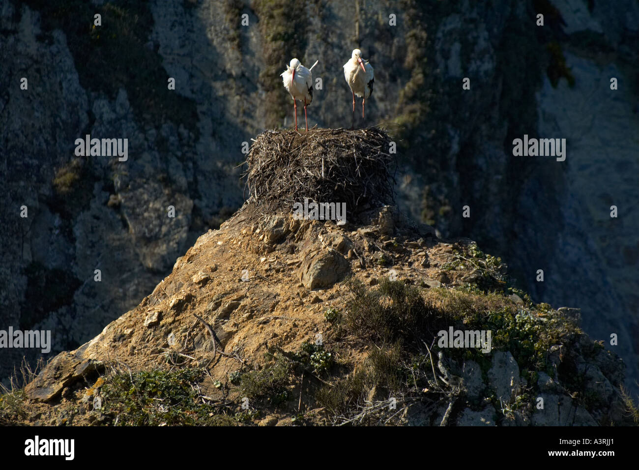 Storks at rest on craggy cliffs at Azenha. Algarve, Portugal, Europe EU Stock Photo