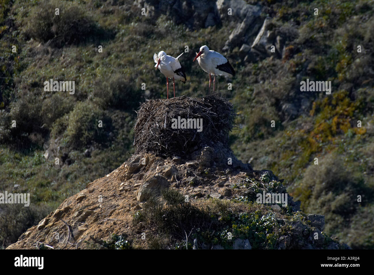 Storks at rest on craggy cliffs at Azenha. Algarve, Portugal, Europe EU Stock Photo