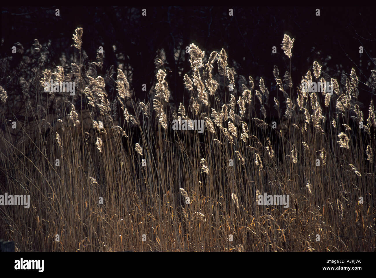 Lush water grasses hi-res stock photography and images - Alamy
