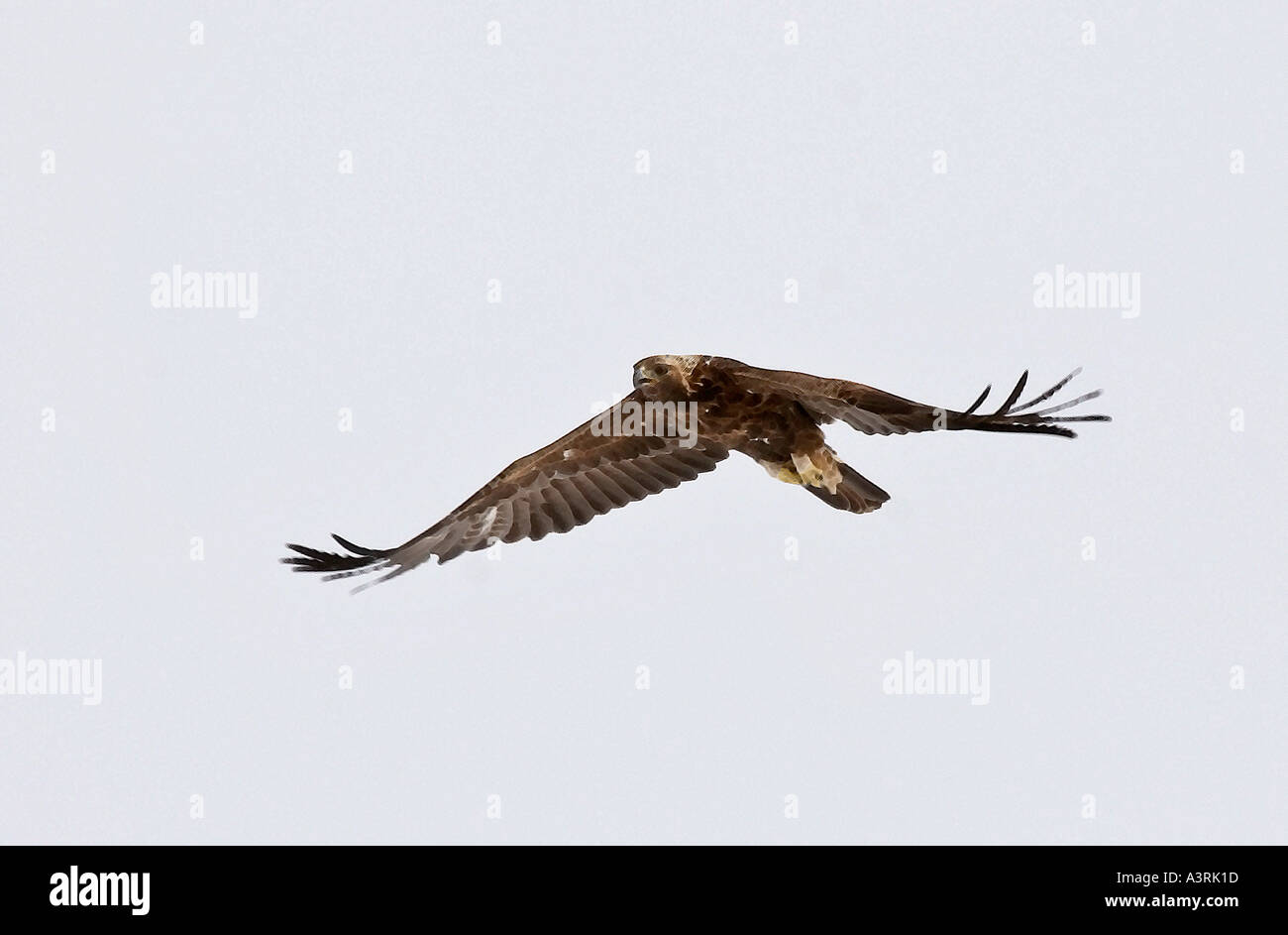 Juvenile Golden Eagle In Flight In Scenic Saskatchewan