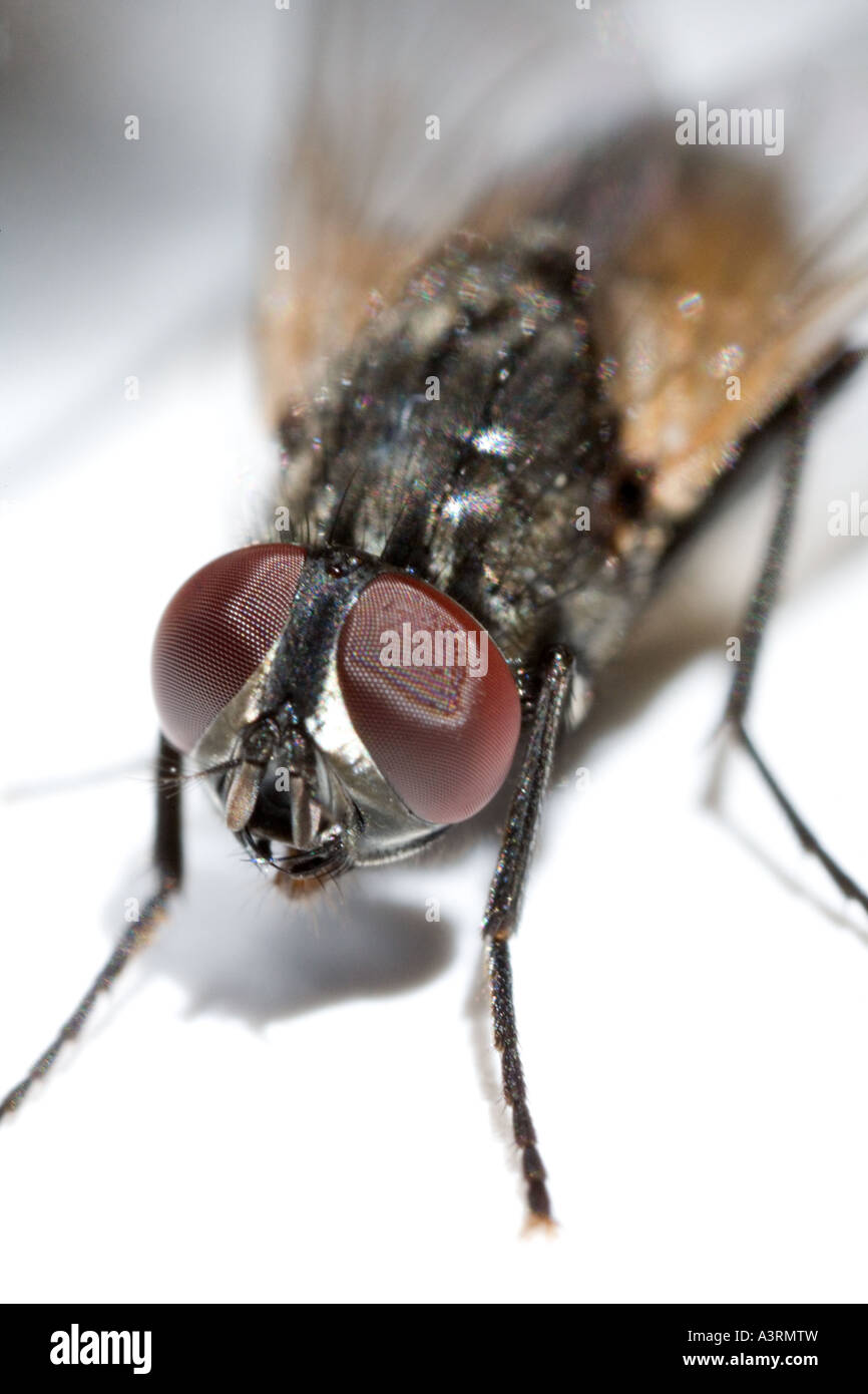 Extreme close up of a housefly musca domestica with a specialized lens ...