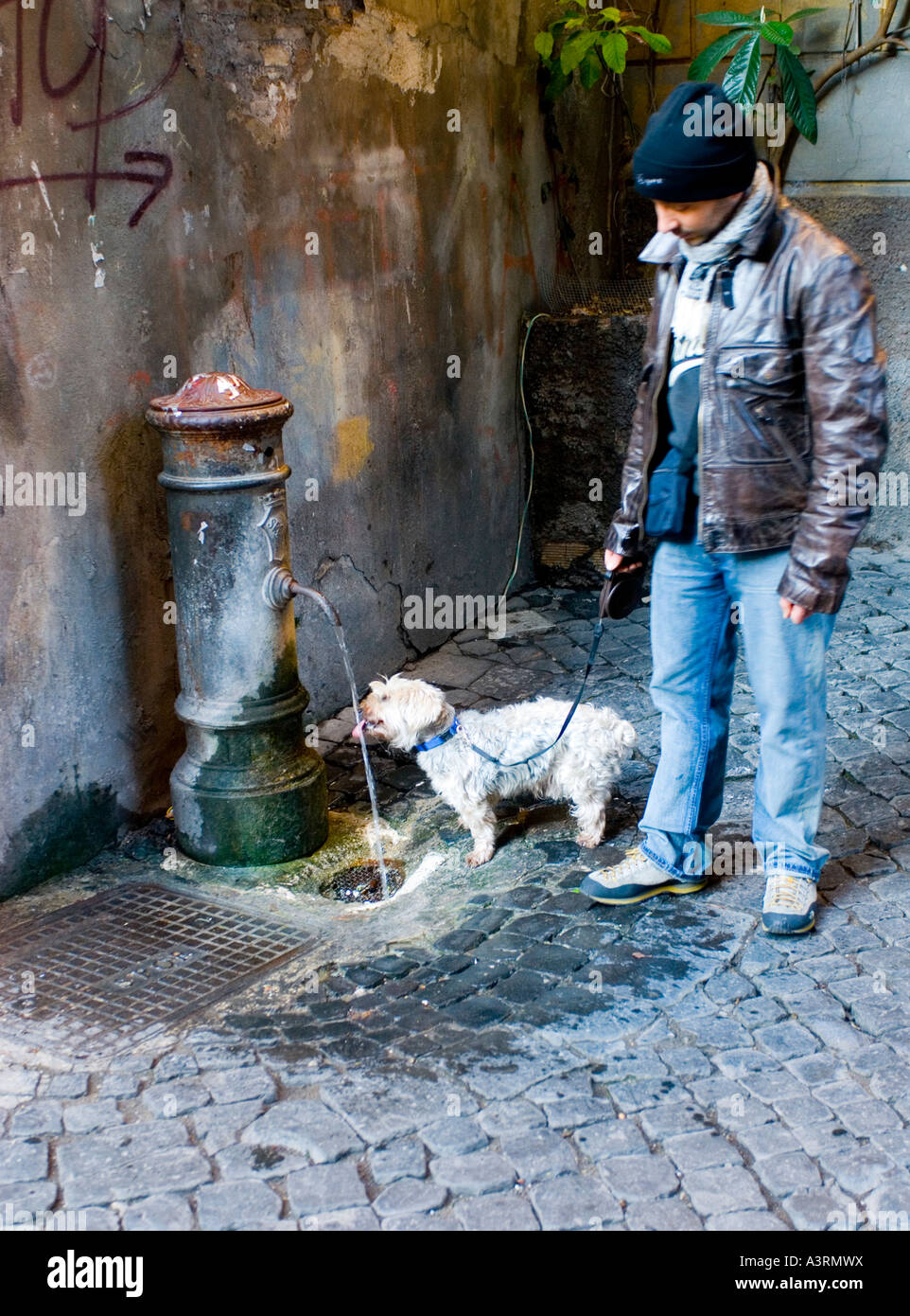 Rome Italy, Dog drinking From Fountain Stock Photo Alamy