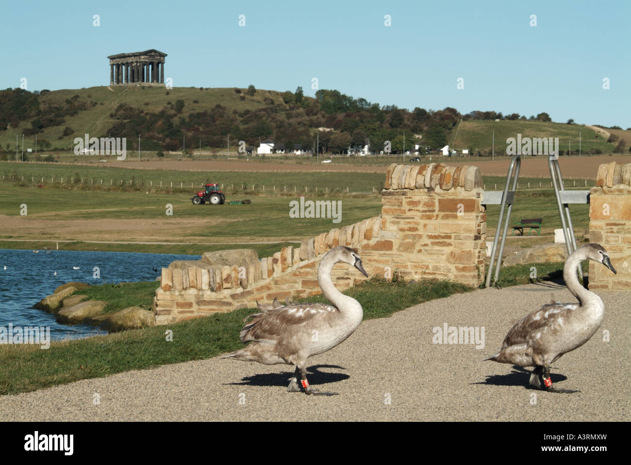 Swans Crossing Path, Herrington Country Park Stock Photo Alamy