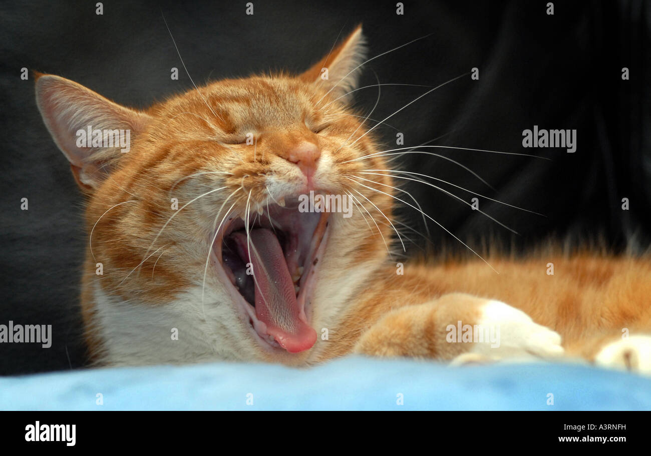 A YAWNING BRITISH GINGER DOMESTIC CAT RE PETS AND PET OWNERSHIP COSTS ETC.UK Stock Photo