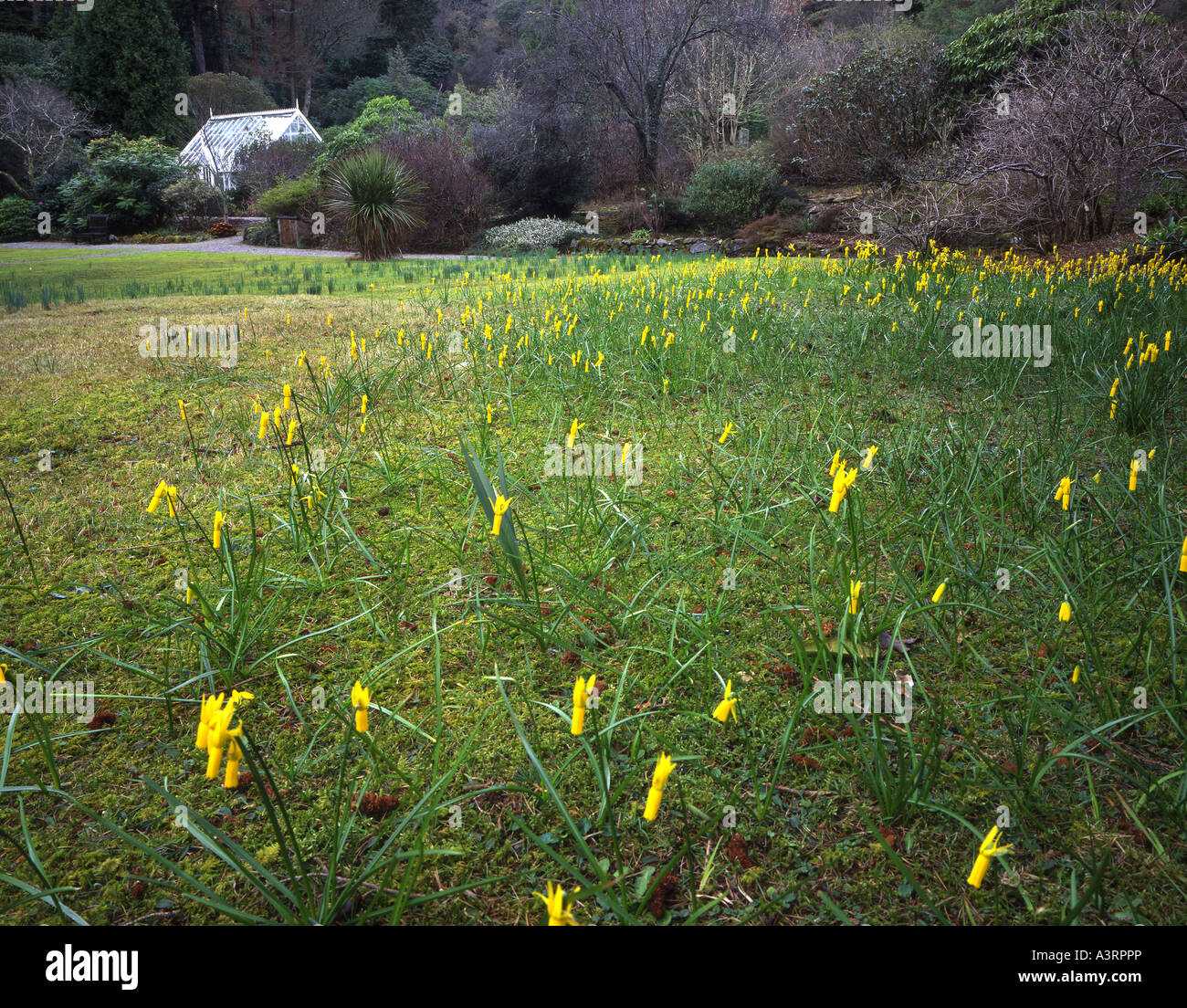 Daffodils in the lawn at Arduaine NTS Gardens, Argyll Stock Photo Alamy