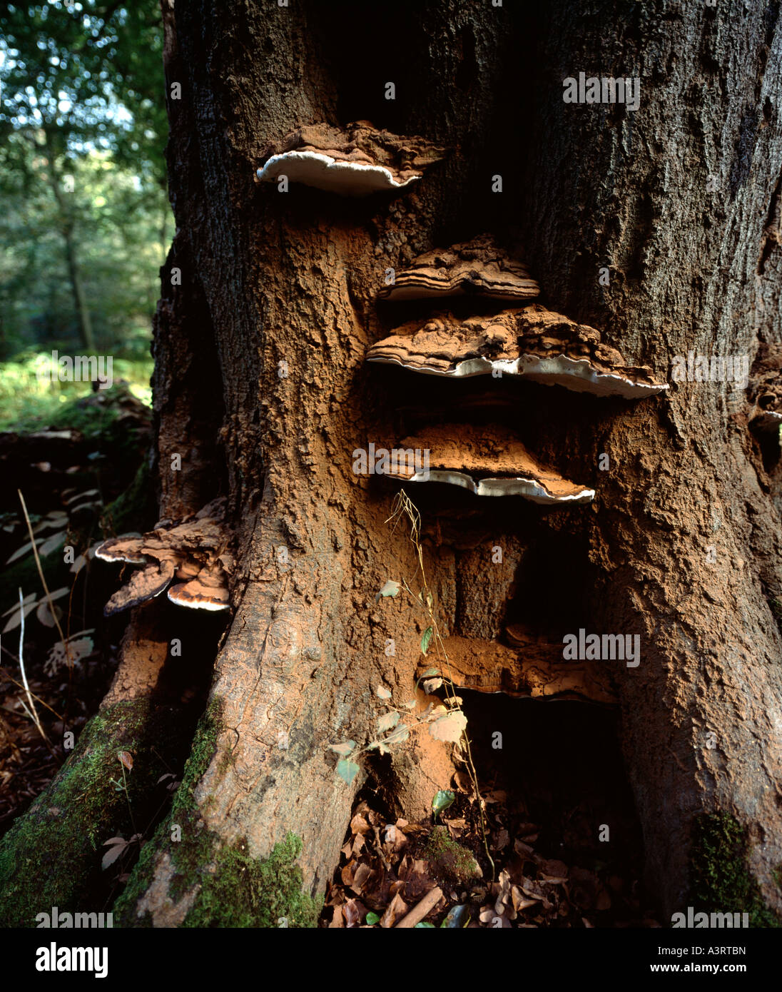 Ganoderma australe bracket fungi growing on a tree Kent, England, UK. Stock Photo