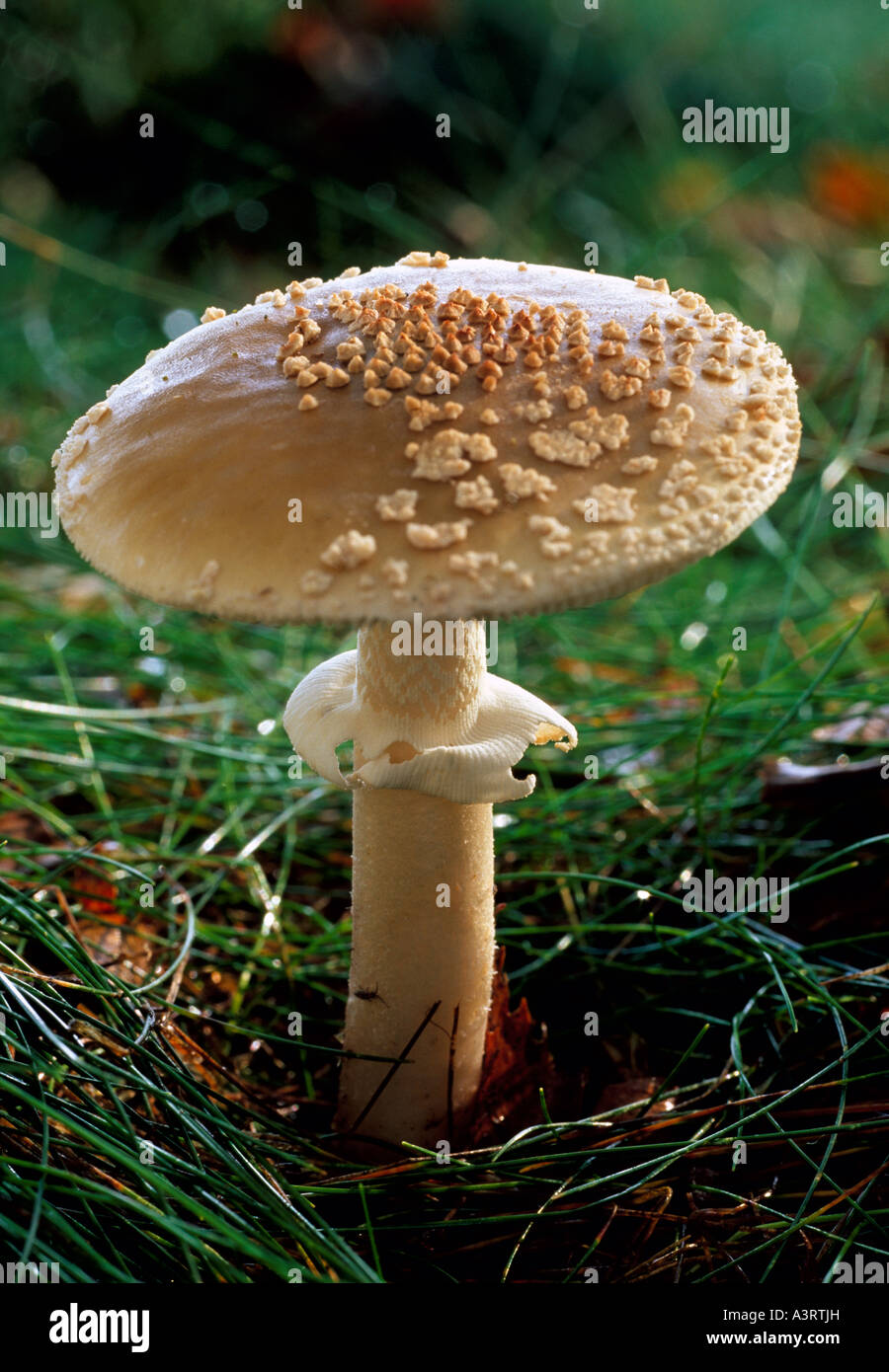 The Blusher Amanita rubescens fungi Kent, England, UK. Stock Photo