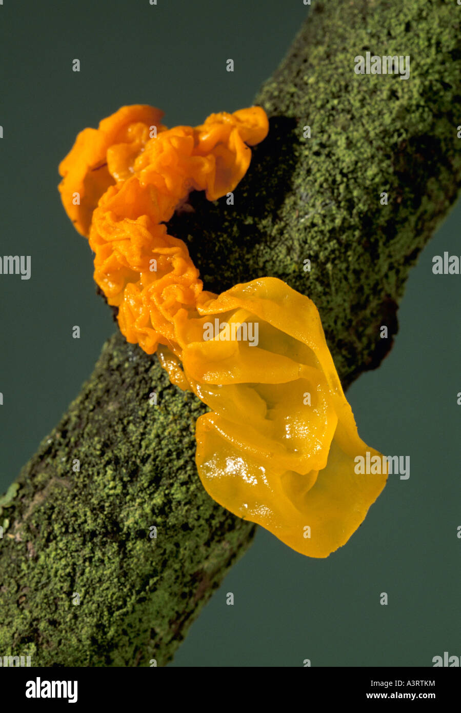 Tremella Mesenterica