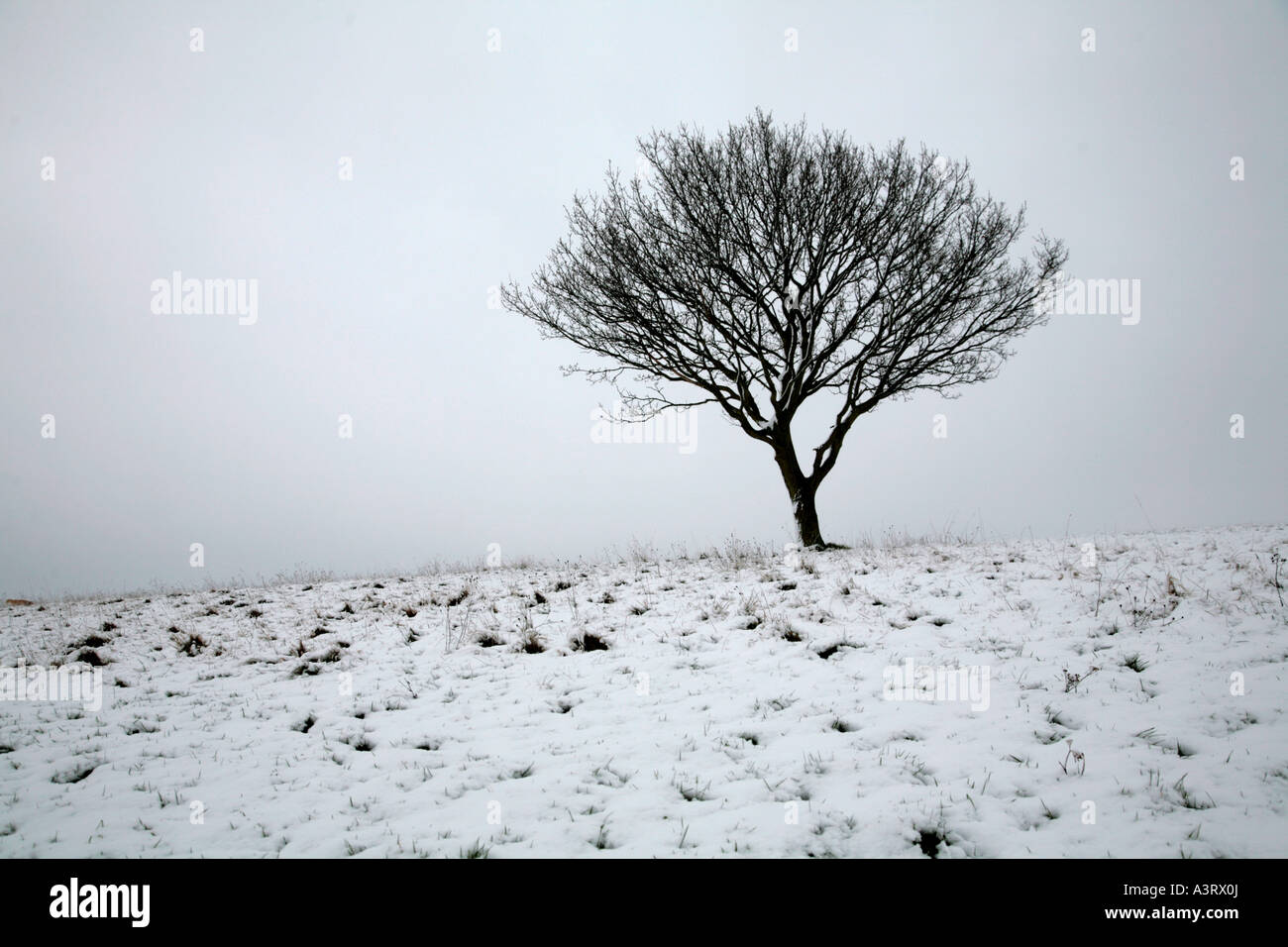 solitary tree in winter scene Stock Photo - Alamy
