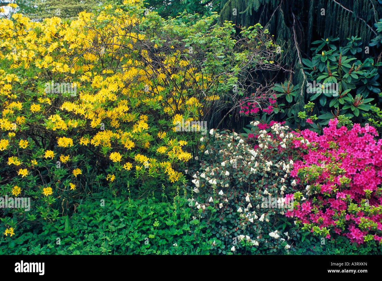 Small Rhododendron DWARF RHODODENDRONS AT BURROW FARM GARDEN DALWOOD DEVON ENGLAND Stock ...