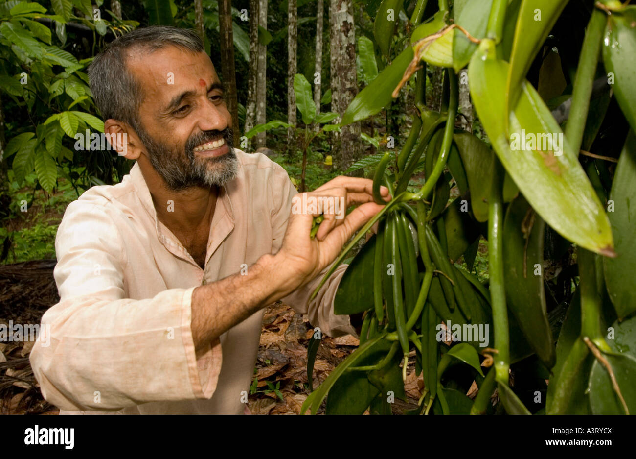 Vanilla farmers harvesting Fairtrade vanilla which they sell to ice cream maker Ben and Jerrys in UK Stock Photo Alamy