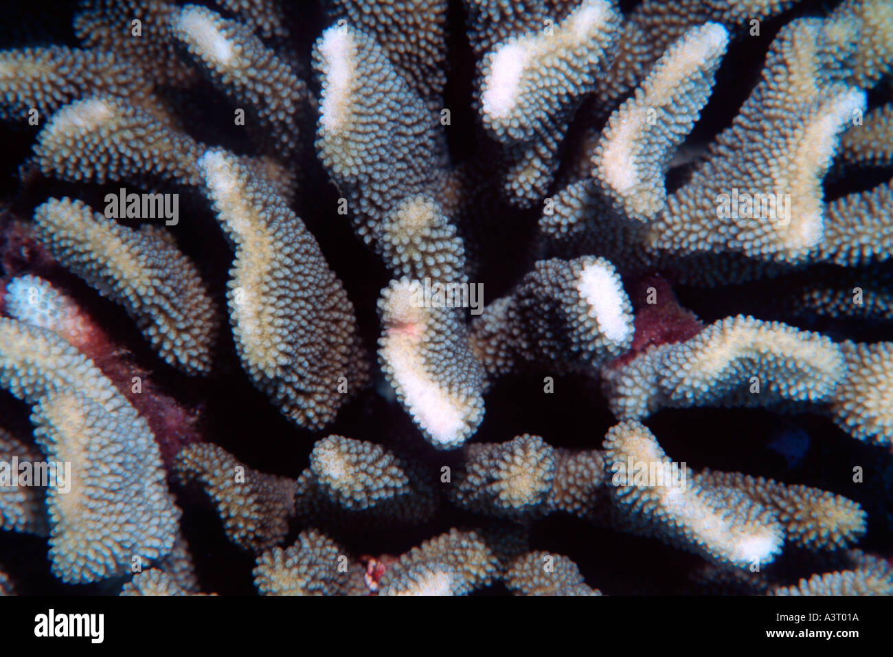 Pocillopora coral Rongelap Atoll Marshall Islands North Pacific Stock Photo