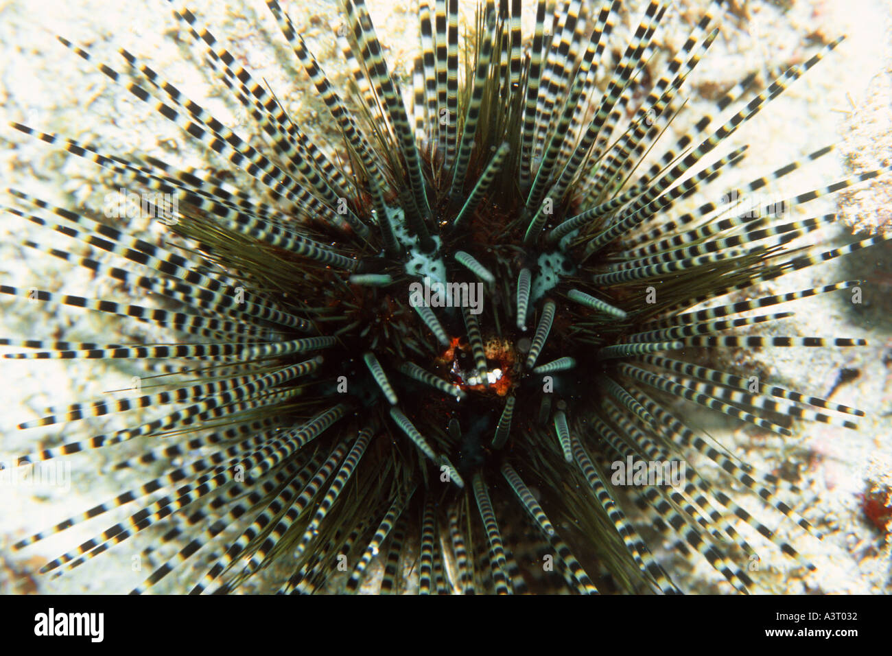 Banded urchin Echinothrix calamaris Koko Reef Hawaii Kai Oahu Hawaii USA North Pacific Stock Photo