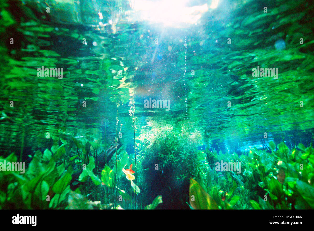 Freshwater plants in national freshwater spring preserve Aquario