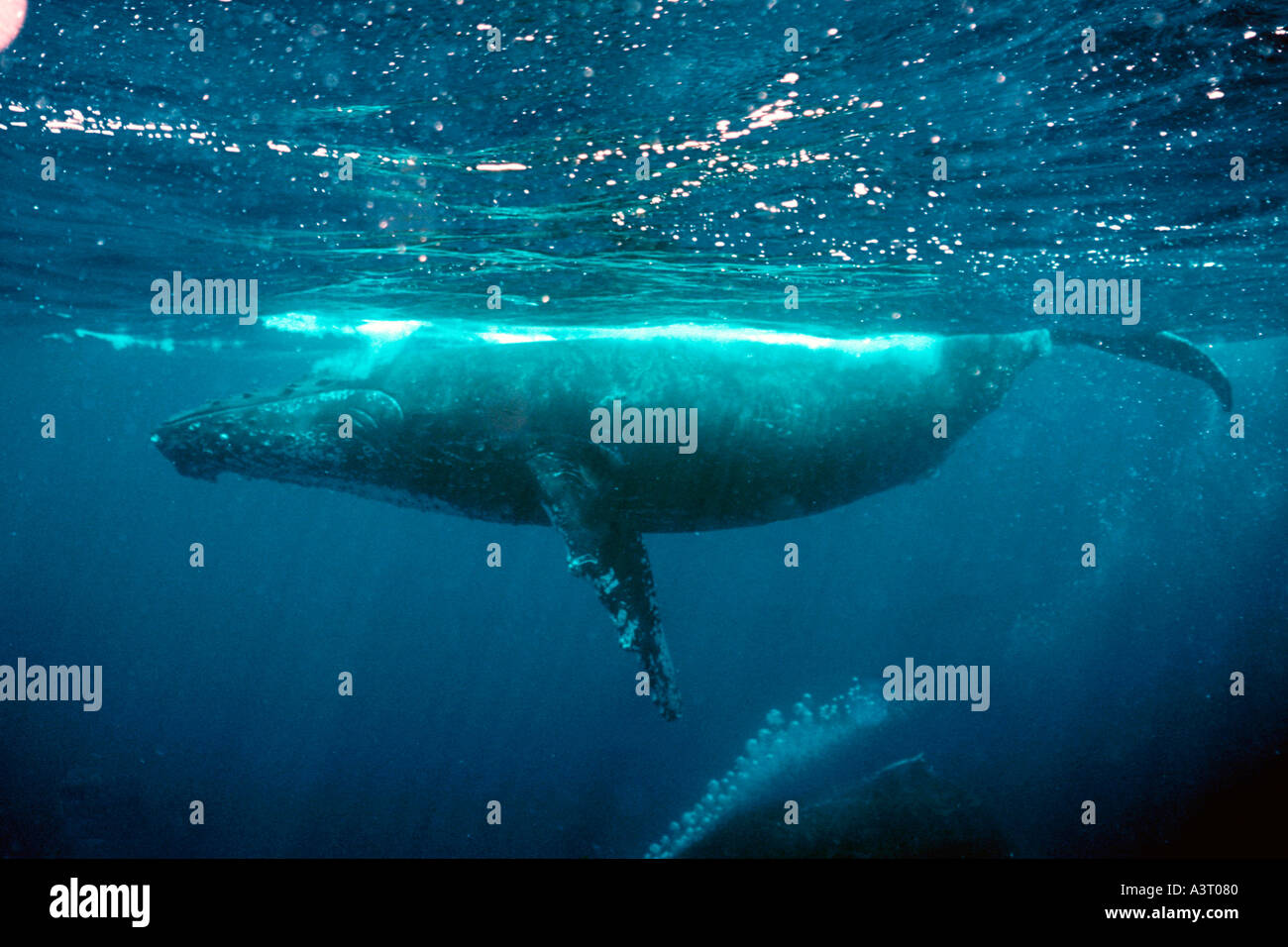 Megaptera Humpback whale Megaptera novaeangliae North Pacific Stock Photo - Alamy
