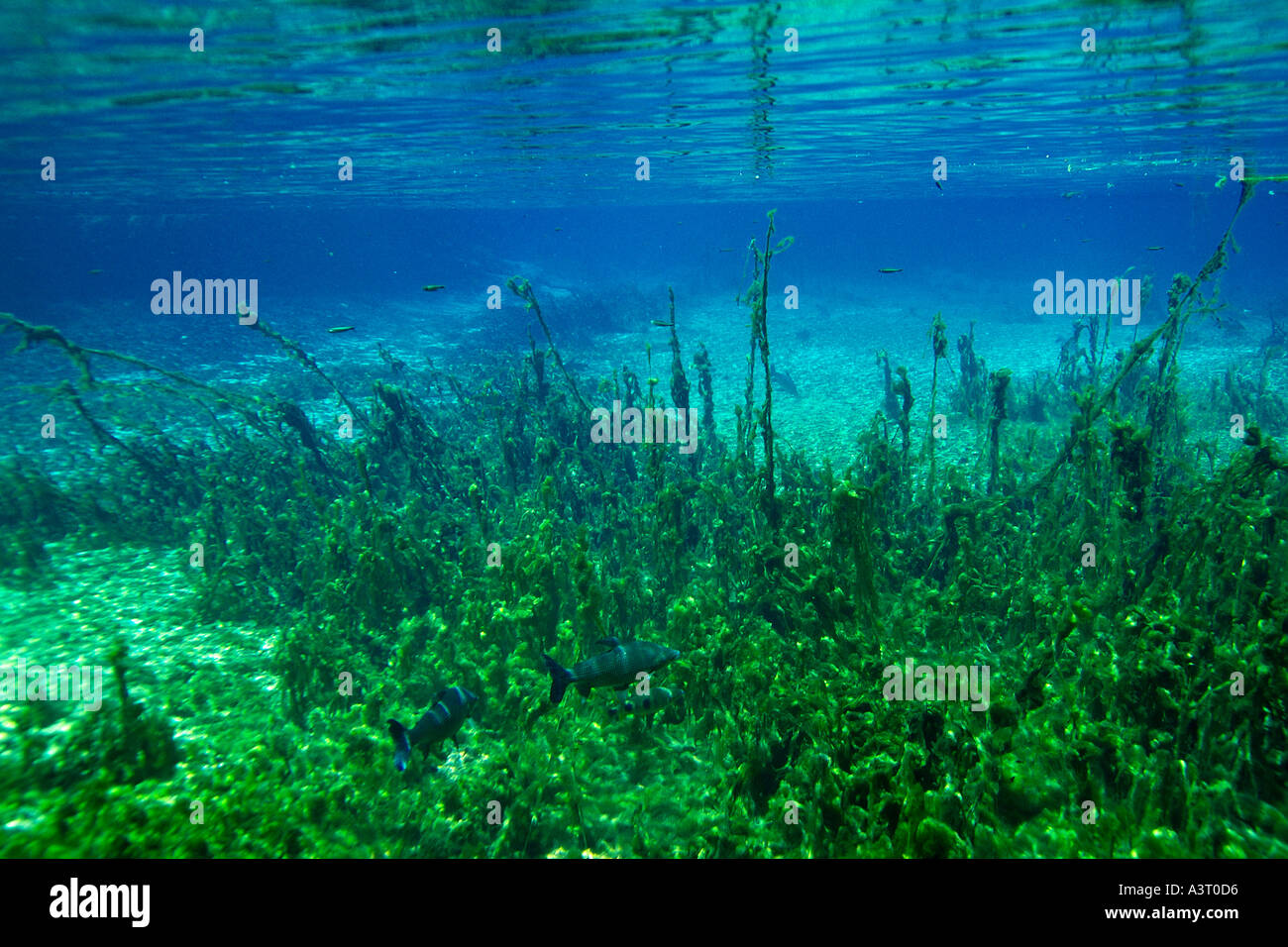 Curimbatas Prochilodus lineatus swimming through underwater vegetation natural freshwater spring preserve Bonito Brazil Stock Photo