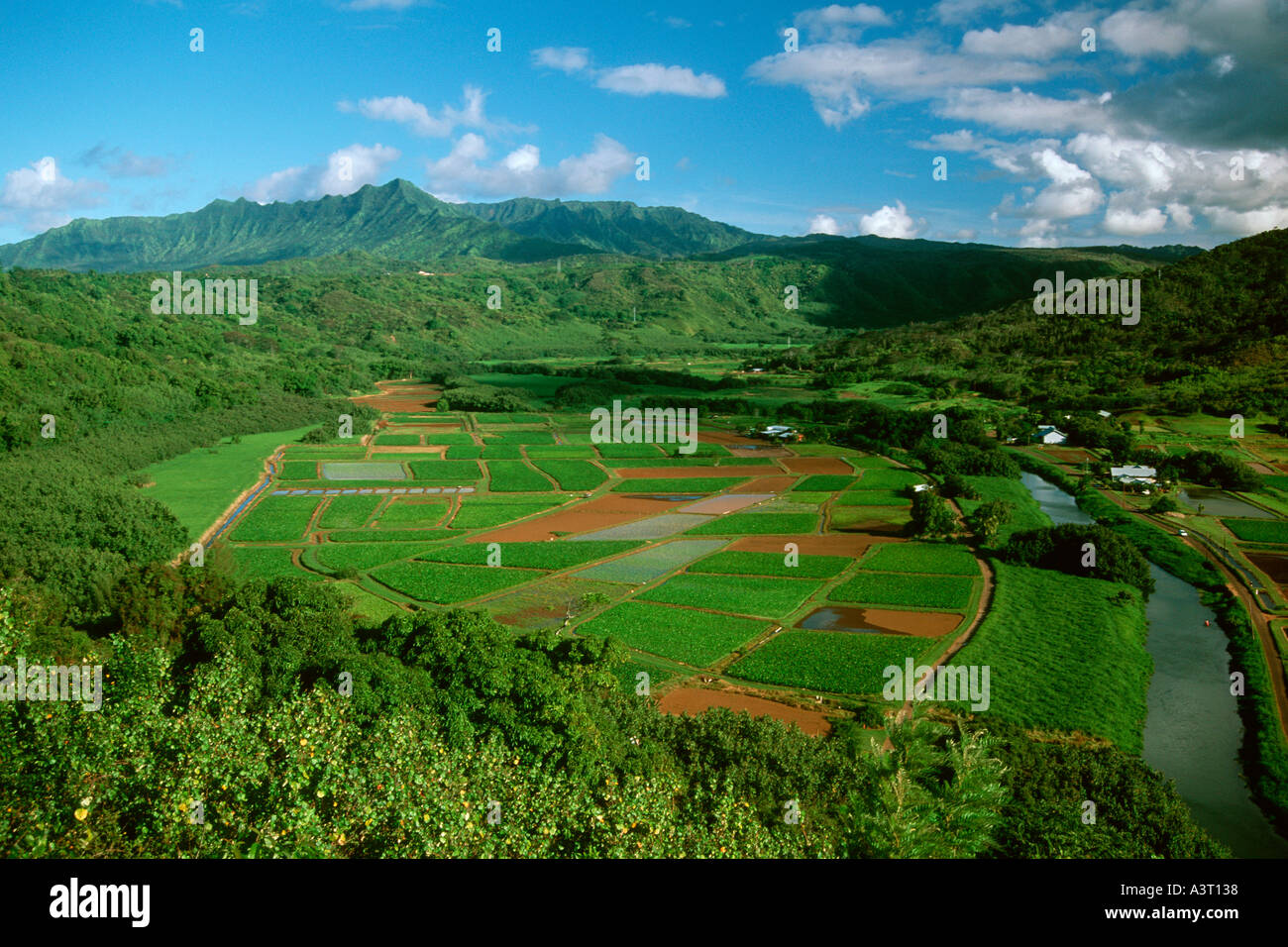 Taro fields Colocasia esculenta Kauai Hawaii USA North Pacific Stock Photo