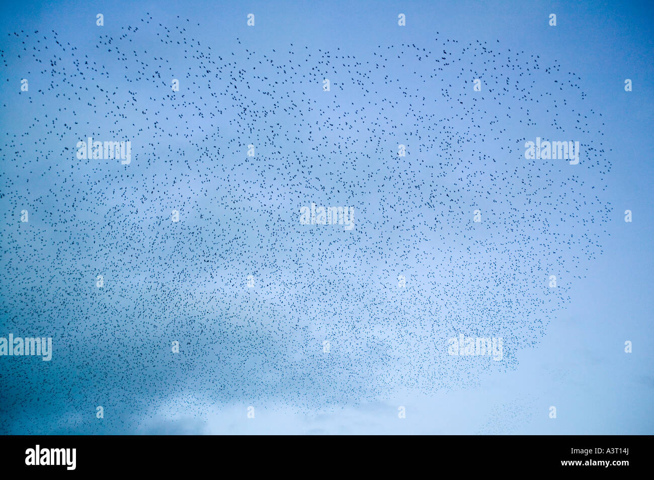 Starlings flocking prior to roost, near Kendal, Cumbria, UK Stock Photo