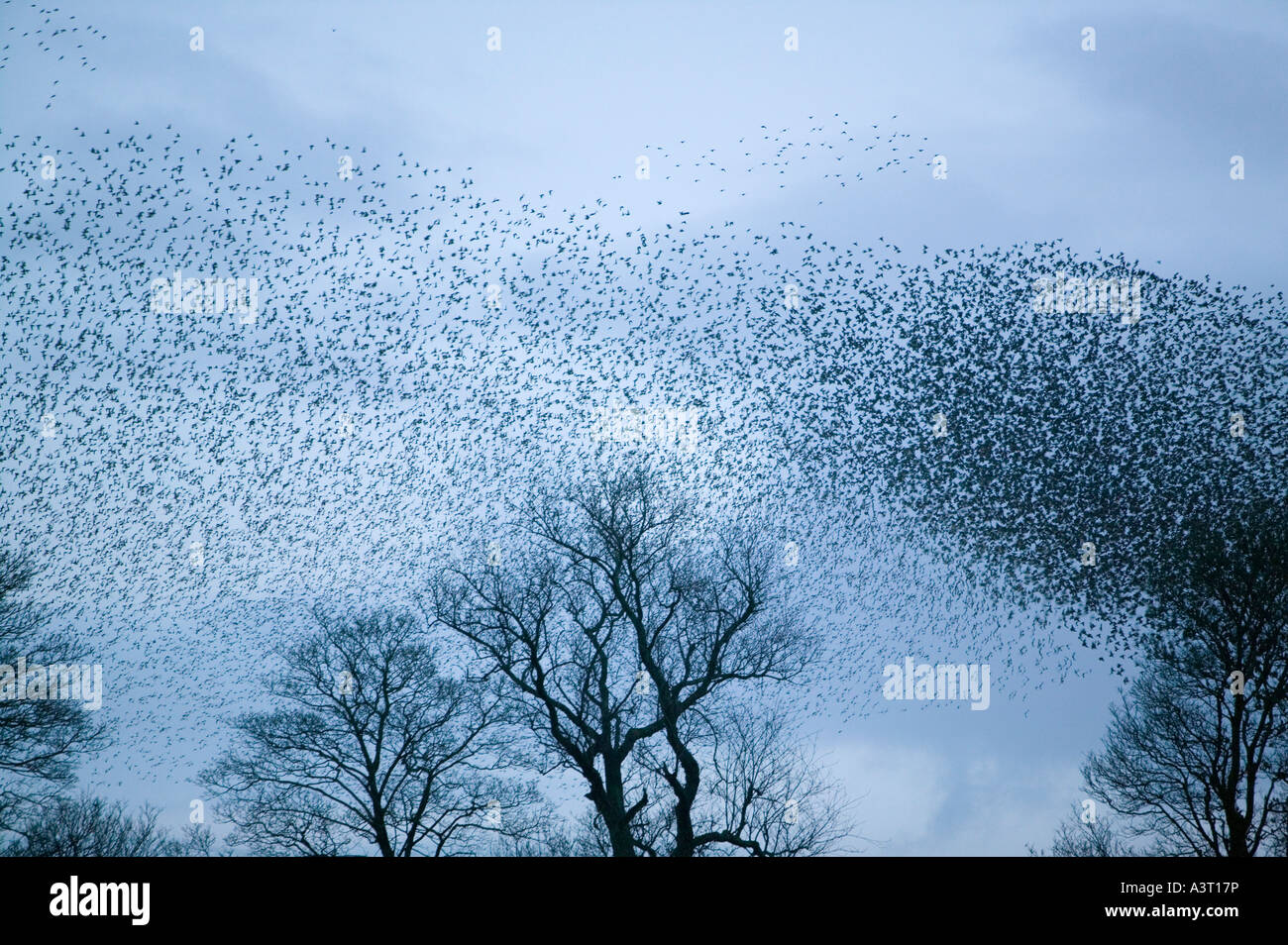 Starlings flocking before roosting near Kendal, Cumbria, UK Stock Photo