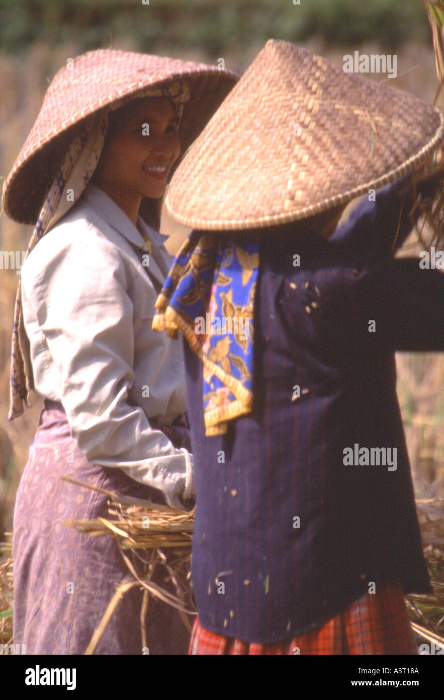 Indonesia Java Harvest time in a Javanese village Stock Photo