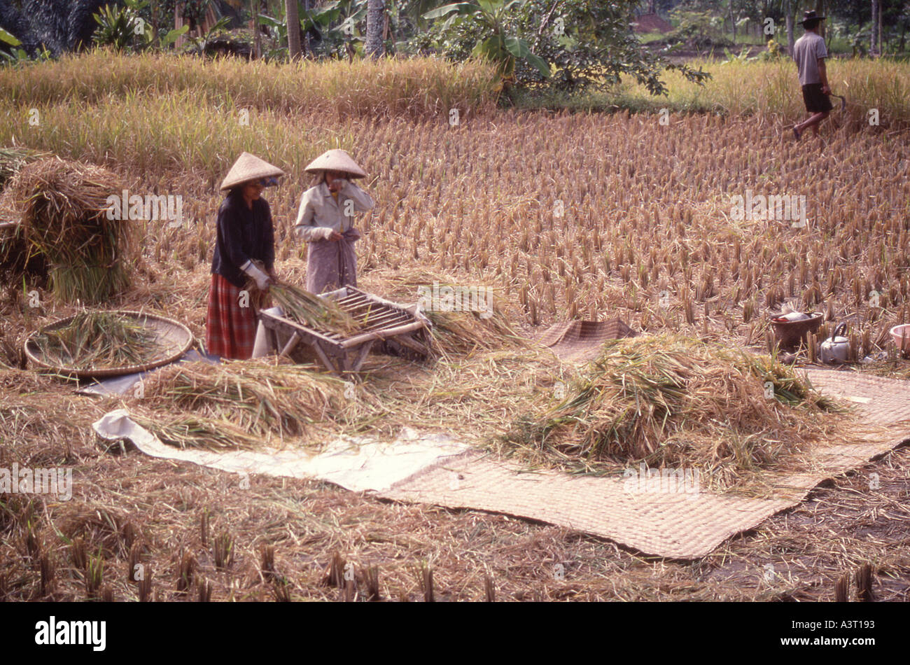 Indonesia Java Harvest time in a Javanese village Stock Photo