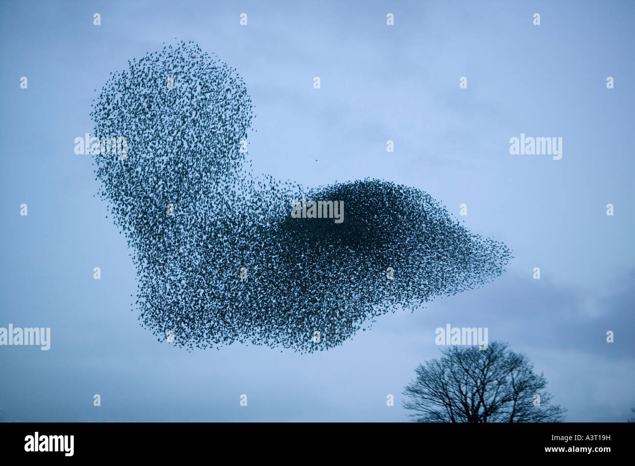 Starlings flocking before roosting near Kendal, Cumbria, UK Stock Photo