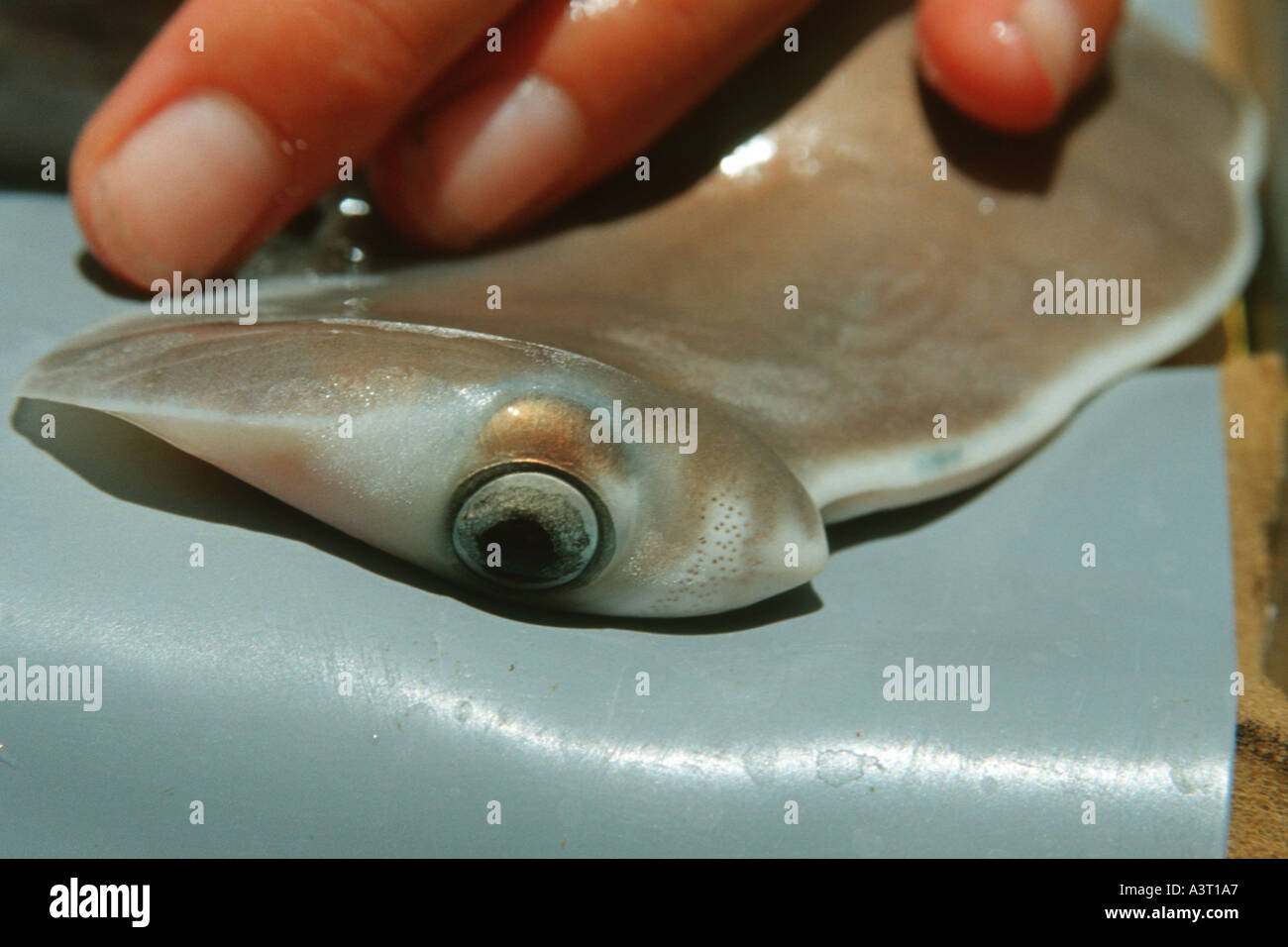 Hammerhead shark pup hires stock photography and images Alamy