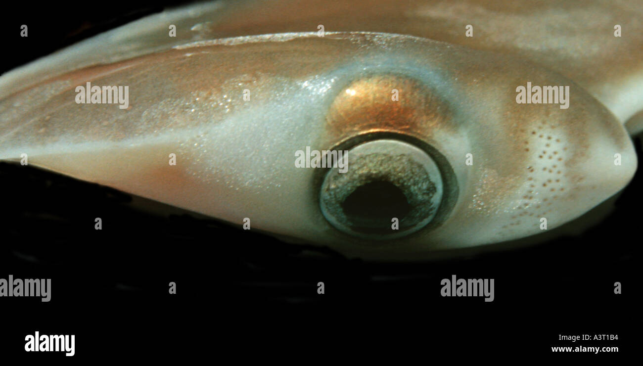 Ampullae of lorenzini hires stock photography and images Alamy