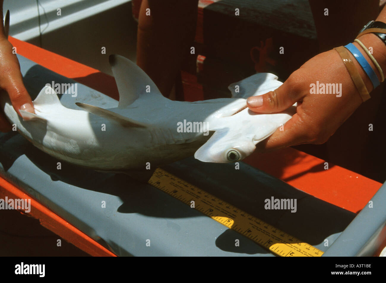 Hammerhead shark ampullae of lorenzini hires stock photography and images Alamy