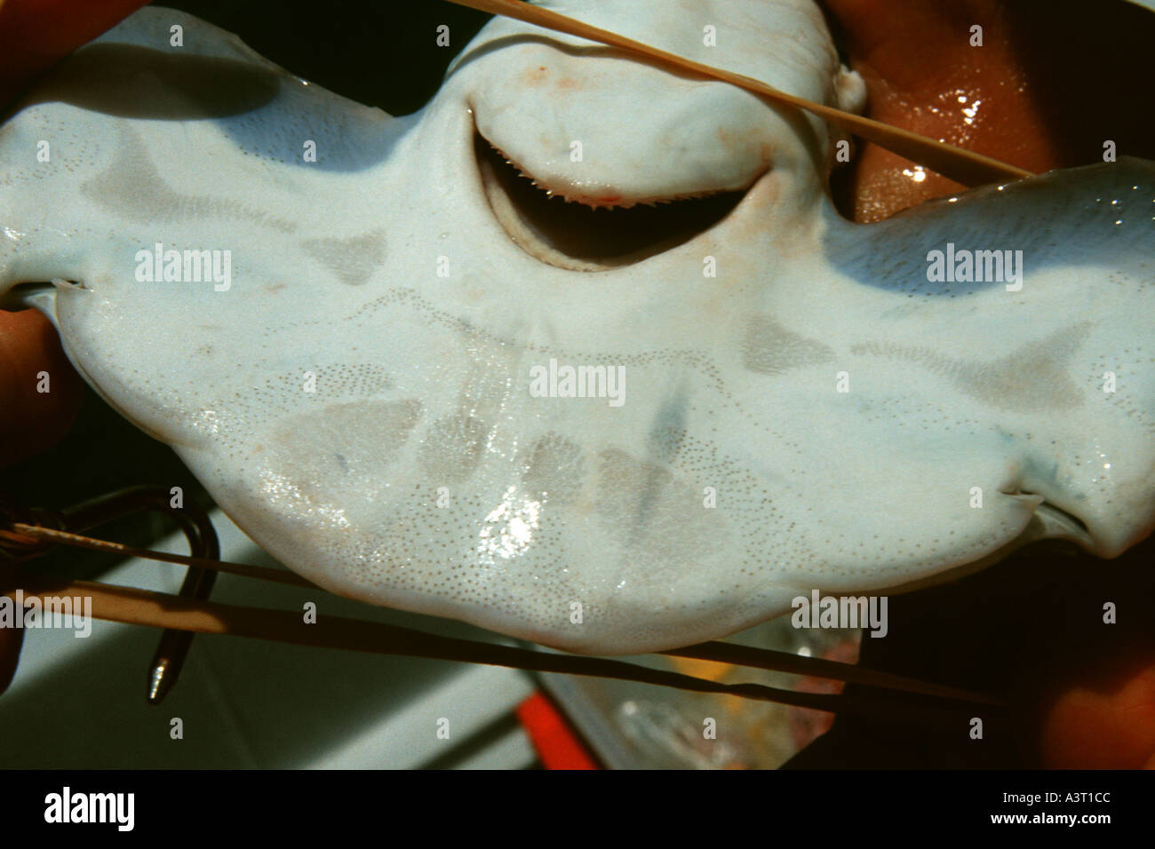 Shark ampullae of lorenzini hires stock photography and images Alamy