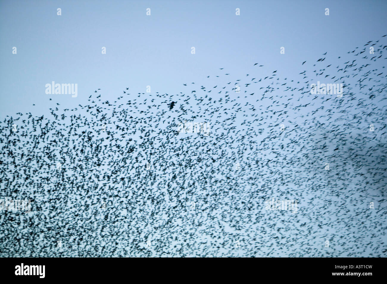 Starlings flocking, before coming into roost  near Kendal, Cumbria, UK, being chased by a sparrowhak looking for a meal Stock Photo