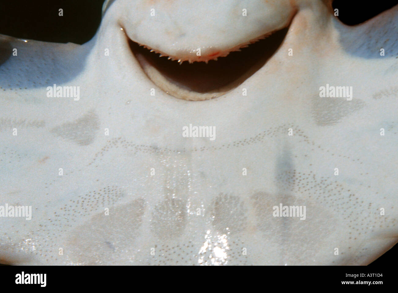 Hammerhead shark mouth hires stock photography and images Alamy
