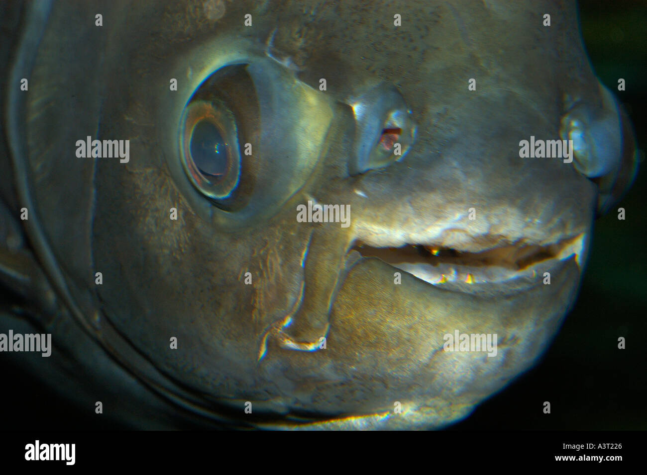 Pacu face detail Piaractus mesopotamicus this species of freshwater characin naturally occurs in Brazil Stock Photo