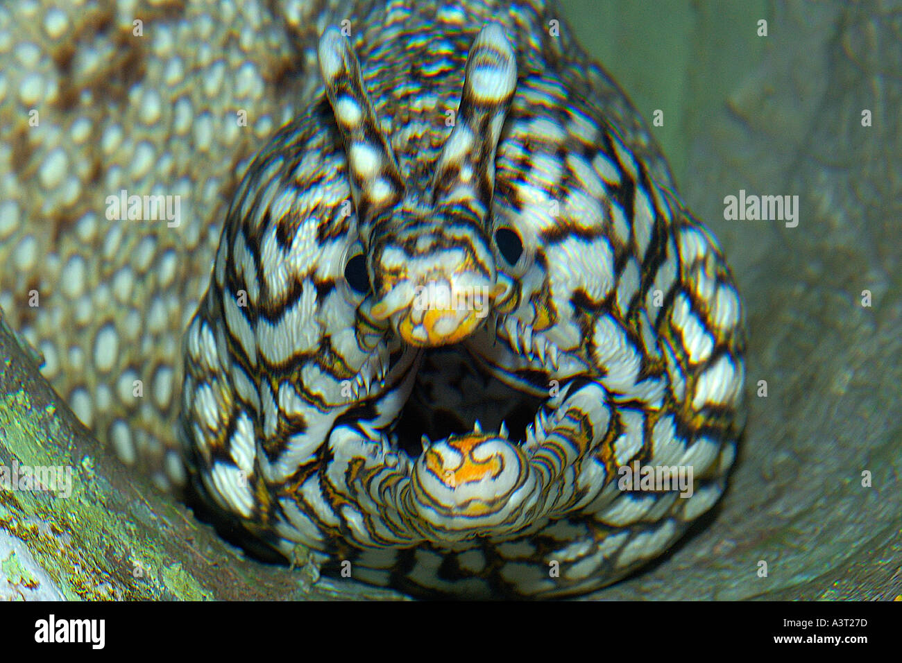 Dragon moray eel Enchelycore pardalis Stock Photo