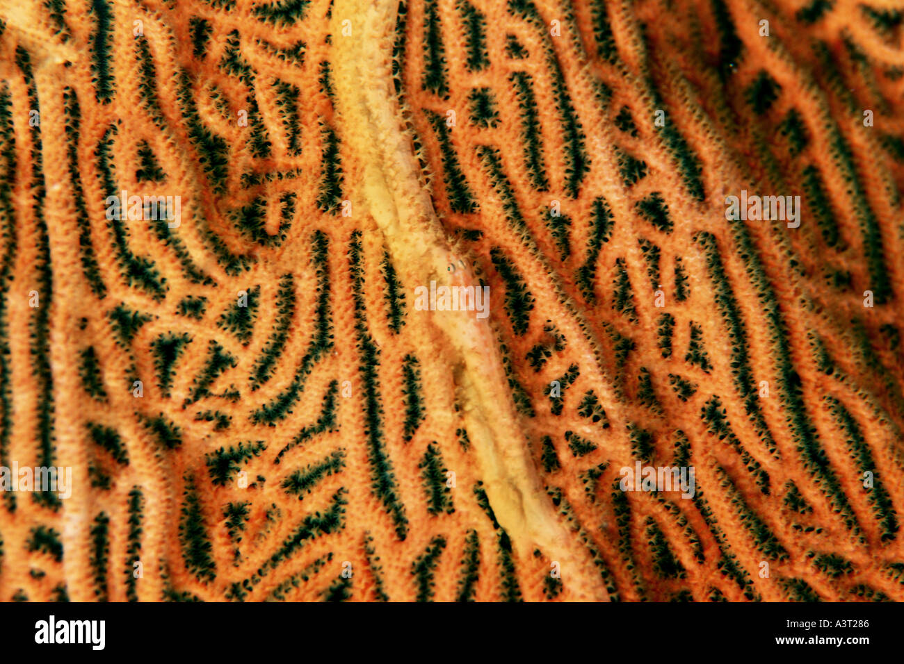 Coral goby Pleurosicya sp camouflaged with soft coral Similan Islands Thailand Andaman Sea Stock Photo